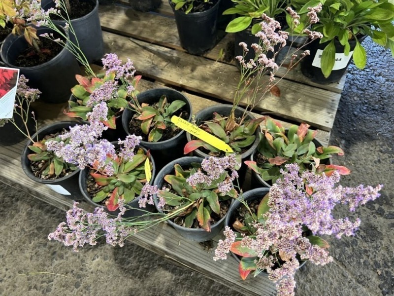 Dazzle Rock Sea Lavender, Qty. 8