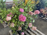 Summer Crush Hydrangea, Qty. 8