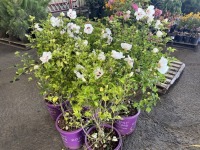 First Edition Bali Hibiscus, Qty. 5