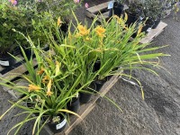 Stella d'Oro Daylily, Qty. 12