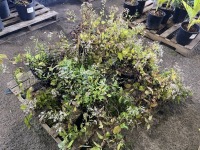 Ground Cover w/White Flowers, Qty. 6