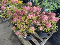Panicle Hydrangea, Qty. 4