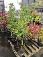 Maidenhair Trees, Qty. 6