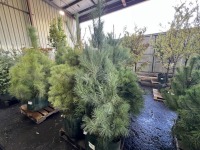 Eastern White Pine Trees, Qty. 4