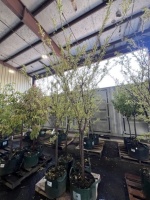 Shiro Plum Trees, Qty. 4