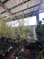 Shiro Plum Trees, Qty. 2
