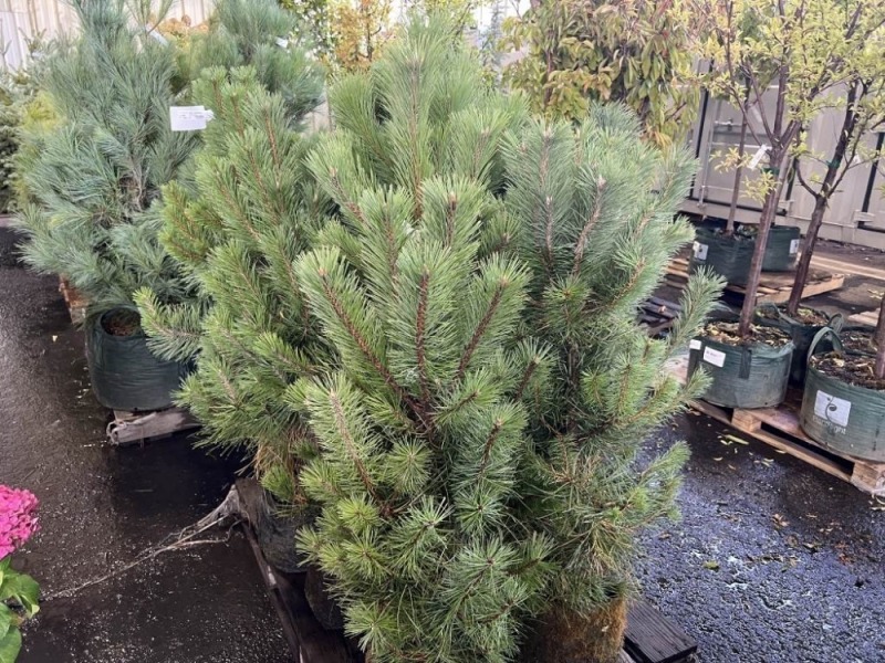 Austrian Pine Trees, Qty. 10