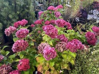 Summer Crush Hydrangea, Qty. 6