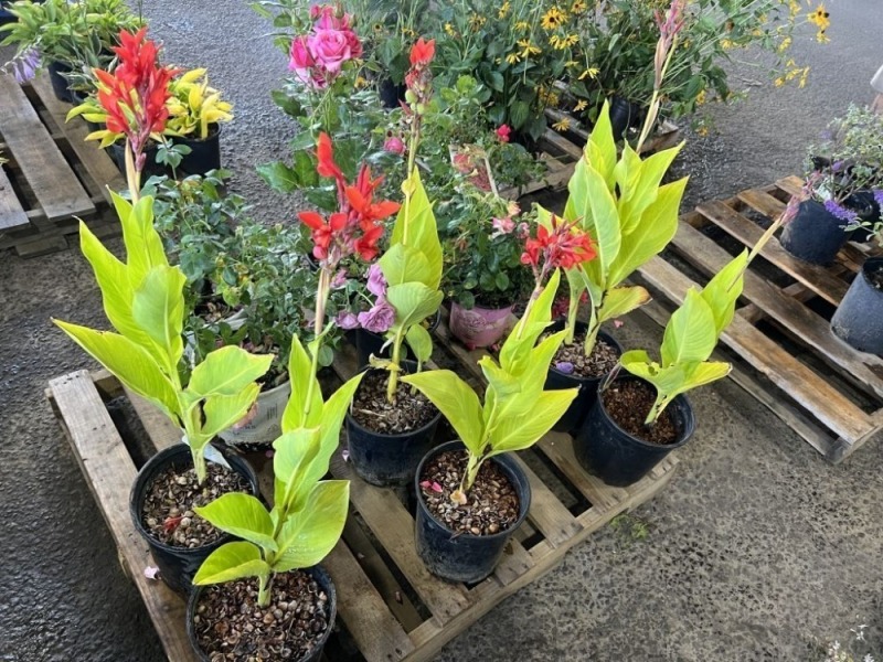 Robert Kemp Canna Lily, Qty. 6