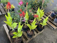 Robert Kemp Canna Lily, Qty. 6
