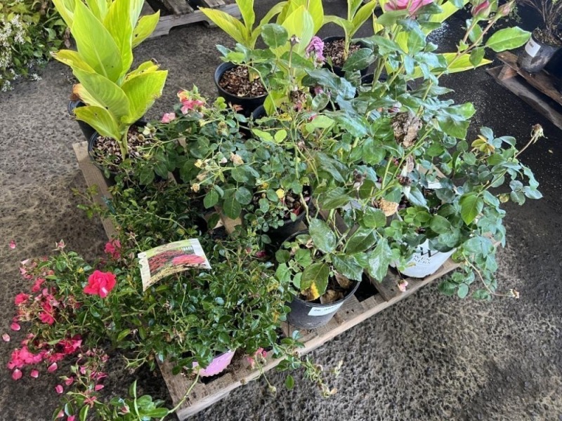 Assorted Rose's, Qty. 6