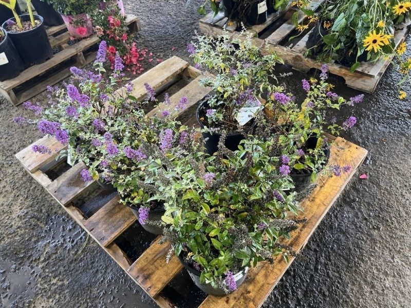 Lo & Behold Dwarf Butterfly Bush, Qty. 5