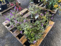 Lo & Behold Dwarf Butterfly Bush, Qty. 5