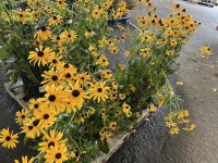 Goldstrum Black-Eyed Susan, Qty. 8