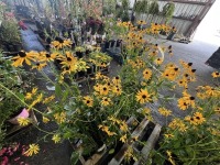 Goldstrum Black-Eyed Susan, Qty. 8