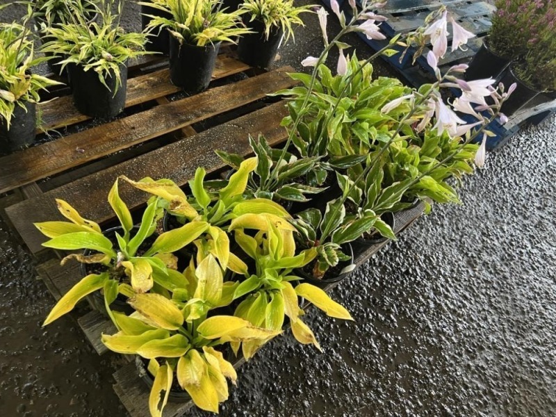 Assorted Hosta's, Qty. 12