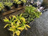 Assorted Hosta's, Qty. 12