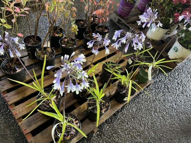 Fireworks Agapanthus, Qty. 8