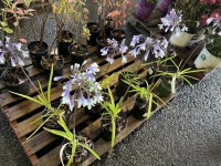 Fireworks Agapanthus, Qty. 8