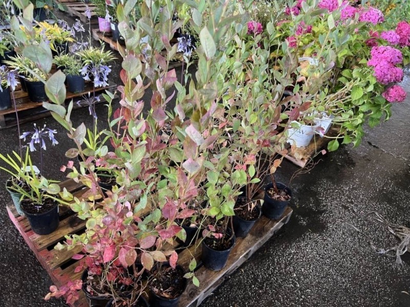 Sweetheart Blueberries, Qty. 10
