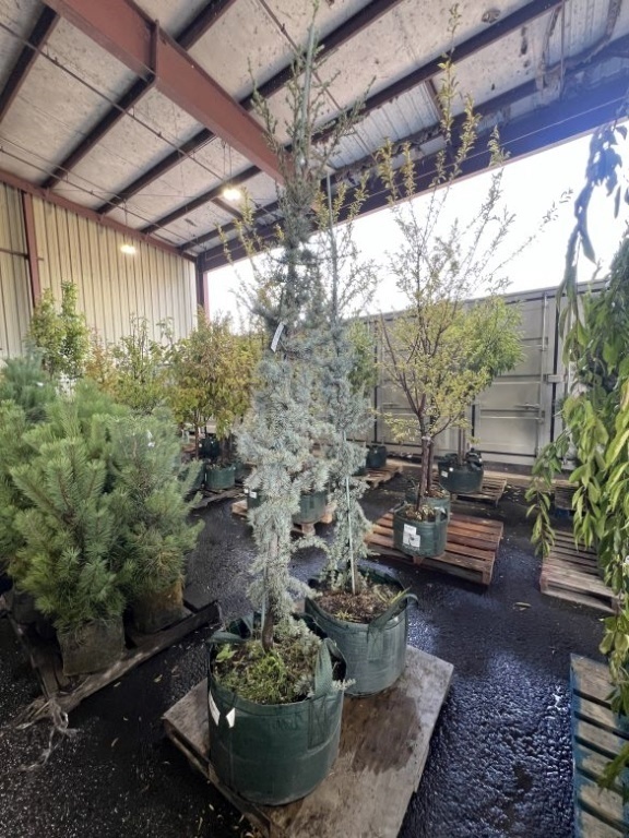 Blue Atlas Cedar Trees, Qty. 2