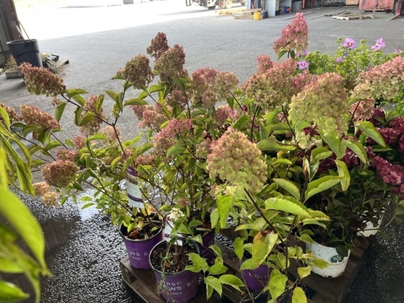 Berry White Hydrangea, Qty. 5