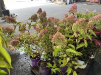Berry White Hydrangea, Qty. 5