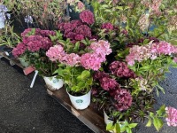 Akadama Hydrangea, Qty. 6