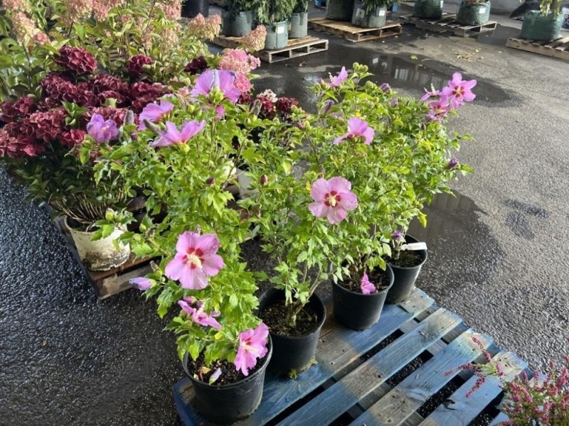Minerva Hibiscus, Qty. 4
