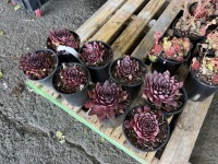 Supersemps Onyx Hens & Chicks, Qty. 8