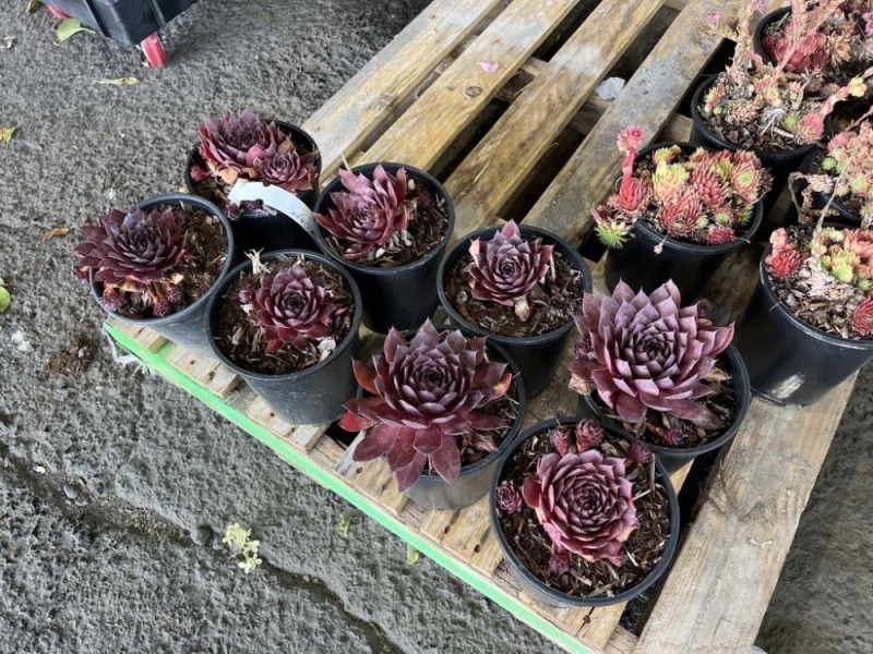 Supersemps Onyx Hens & Chicks, Qty. 8