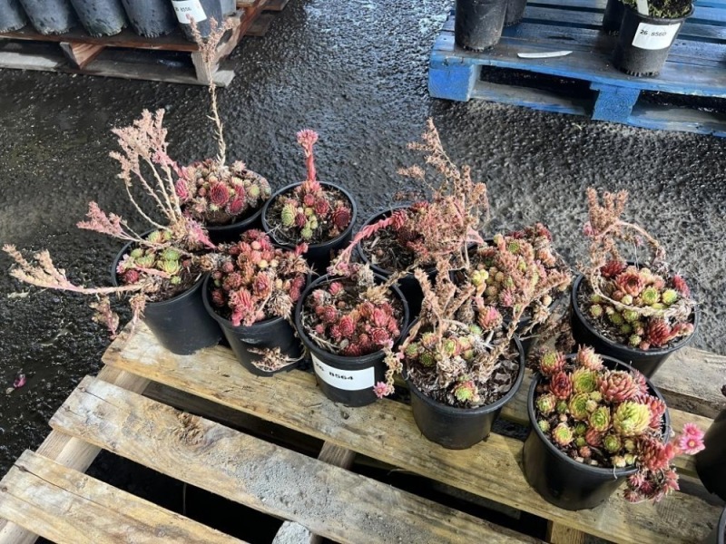 ColorRock Coral Red Hens & Chicks Qty 10