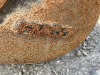 FMCO 42" Muck Bucket - 5