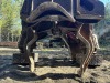 2013 John Deere 2454D Processor w/Waratah HTH623C - 22
