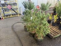 Southwestern White Pine, Qty. 3