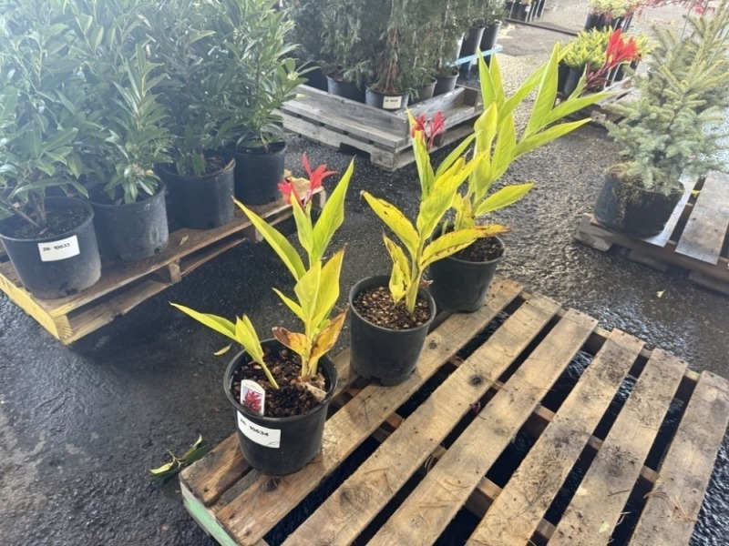 Robert Kemp Canna Lily, Qty. 3