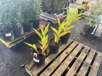Robert Kemp Canna Lily, Qty. 3