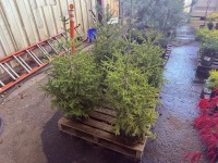 Oriental Spruce, Qty. 4