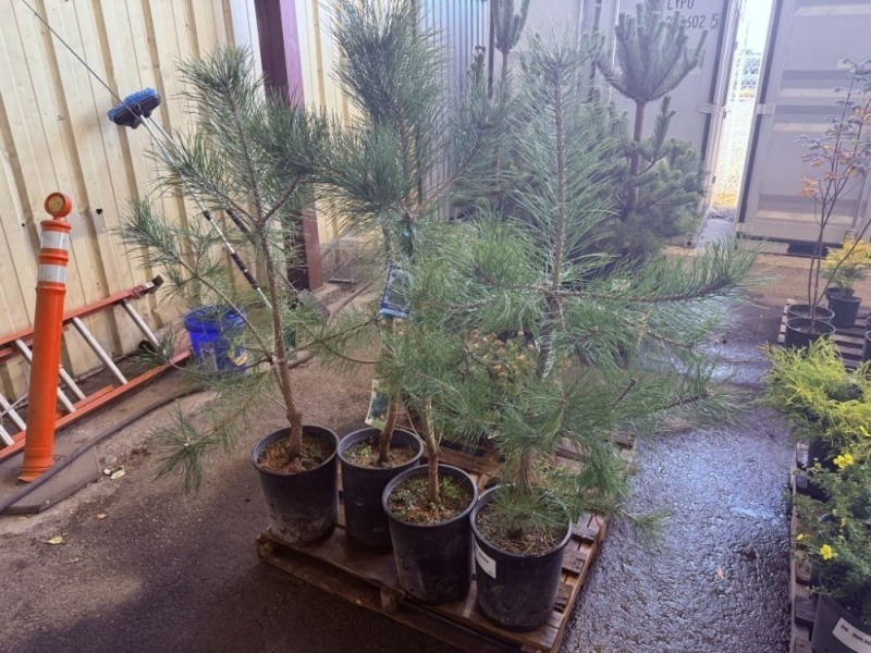Austrian Pine, Qty. 4