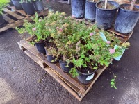 Little Princess Spirea, Qty. 8