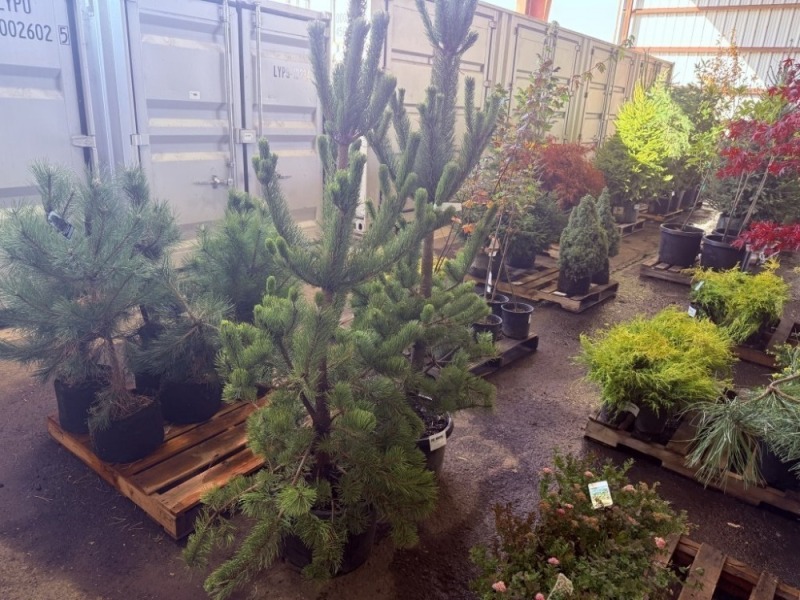 Oregon Green Pine, Qty. 2