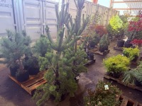Oregon Green Pine, Qty. 2
