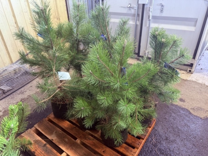 Austrian Pine, Qty. 6