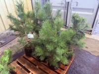 Austrian Pine, Qty. 6