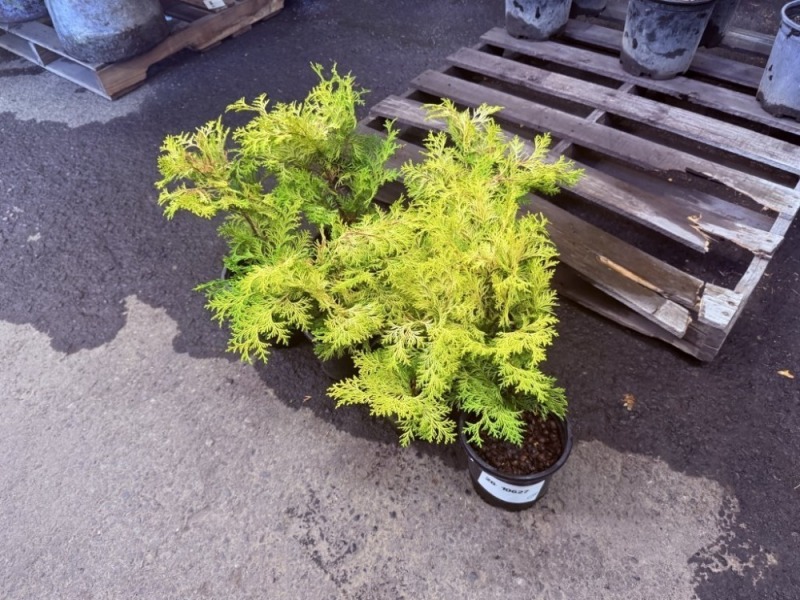 Dwarf Golden Hinoki Cypress, Qty. 6