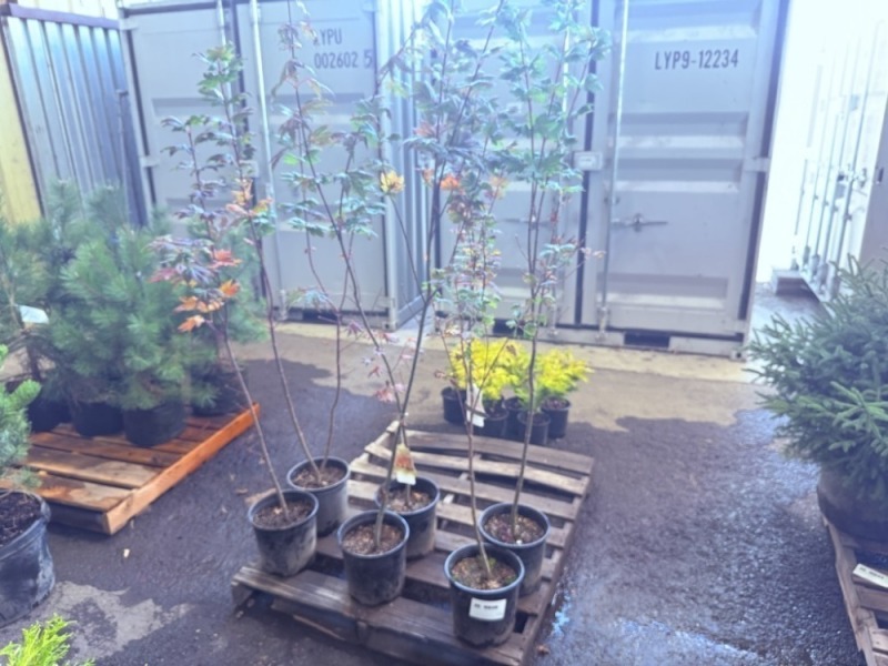 Vine Maple, Qty. 6