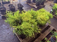 Kings Gold Threadbranch Cypress, Qty. 10