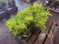 Kings Gold Threadbranch Cypress. Qty, 10