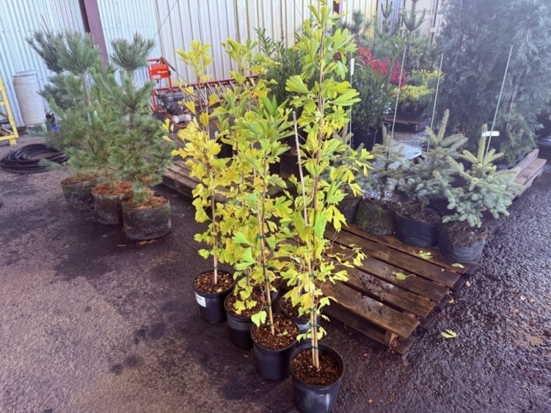 Maidenhair Tree, Qty. 6