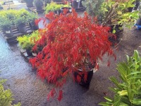 Weeping Laceleaf Japenese Maple